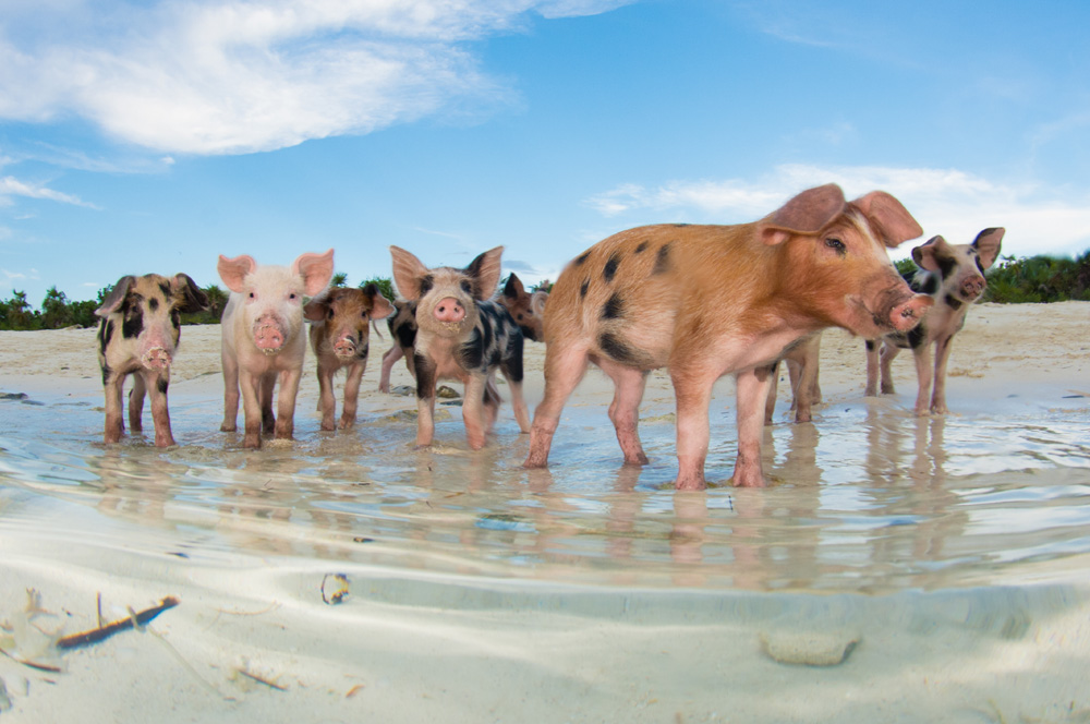 Postkarte badendes Schwein